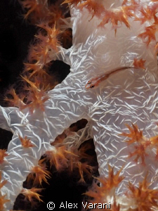 Eviota on Dendronephthya by Alex Varani 